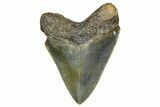 Serrated, Juvenile Megalodon Tooth - North Carolina #364959-1